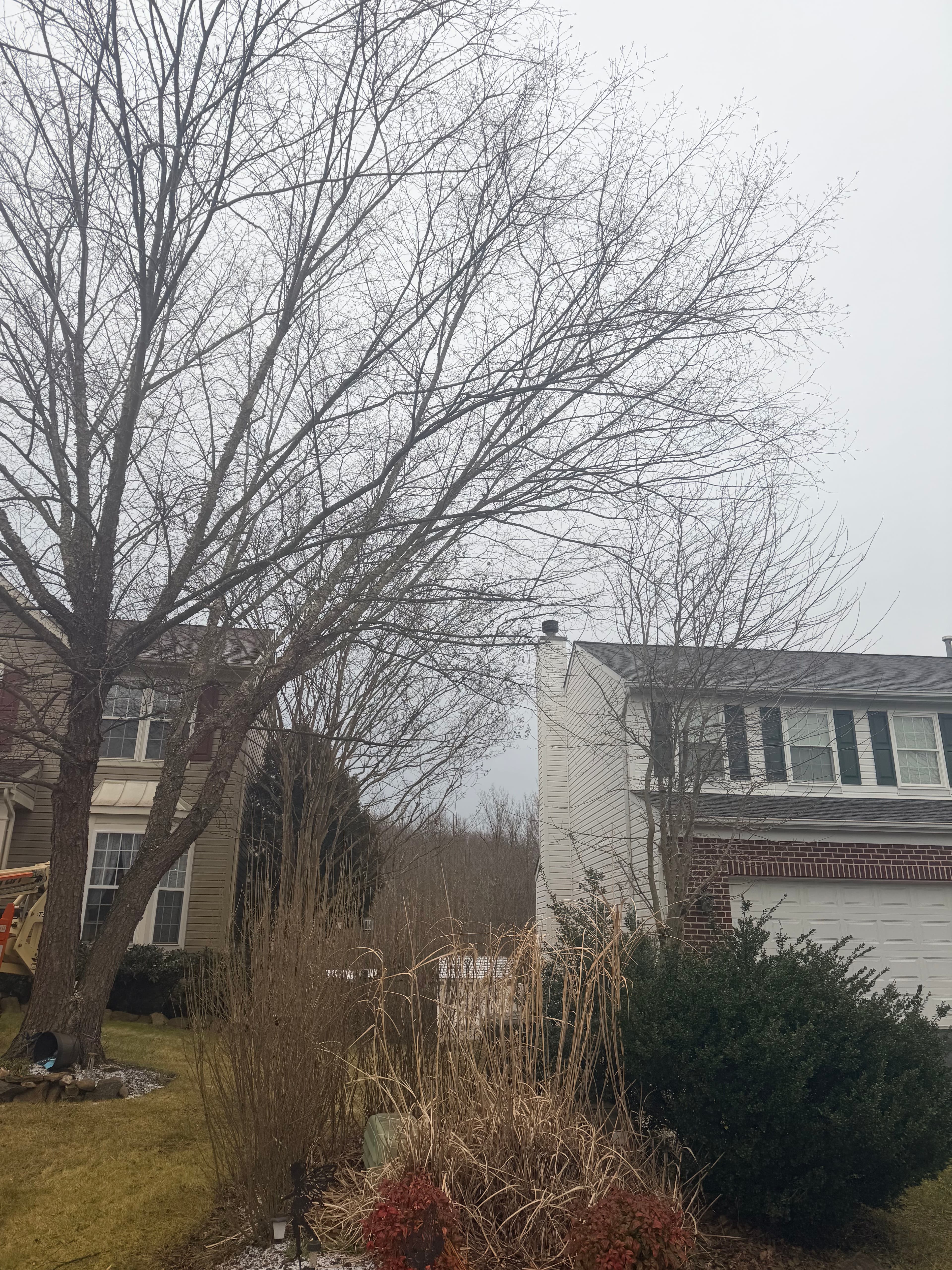 Project Ensuring Tree Safety During Winter image