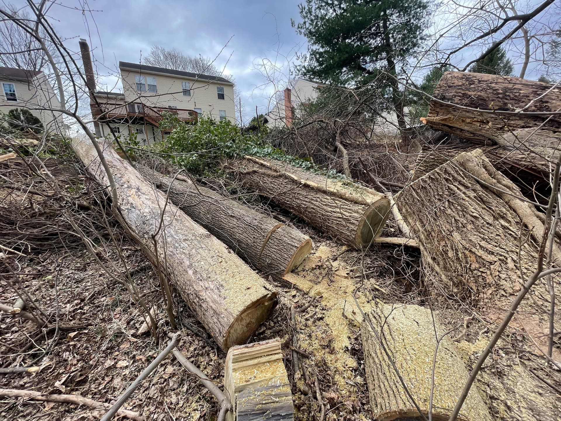 Gallery photos for Efficient Wind Storm Clean-Up Restores Yard: Image #5