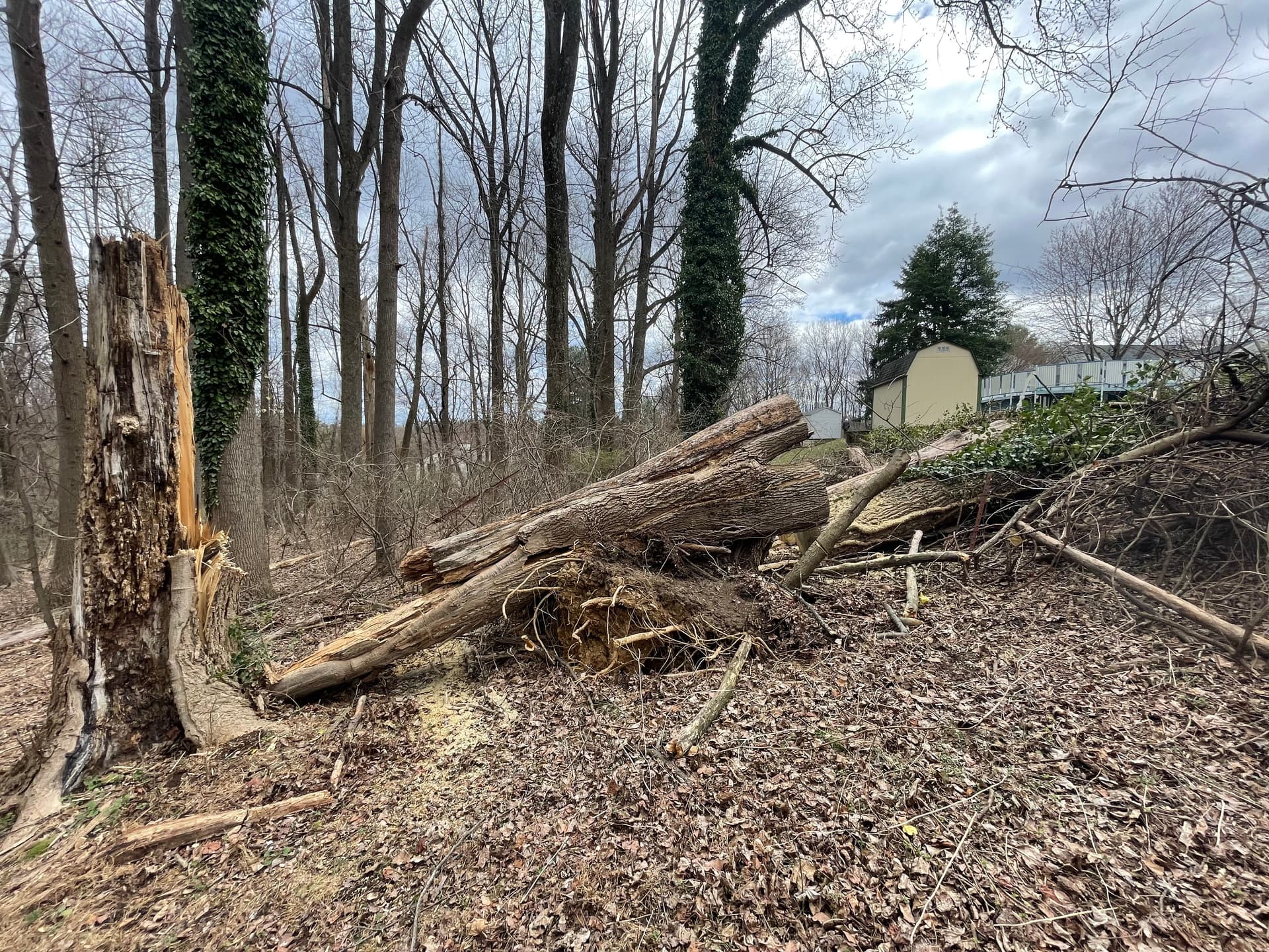 Gallery photos for Efficient Wind Storm Clean-Up Restores Yard: Image #3