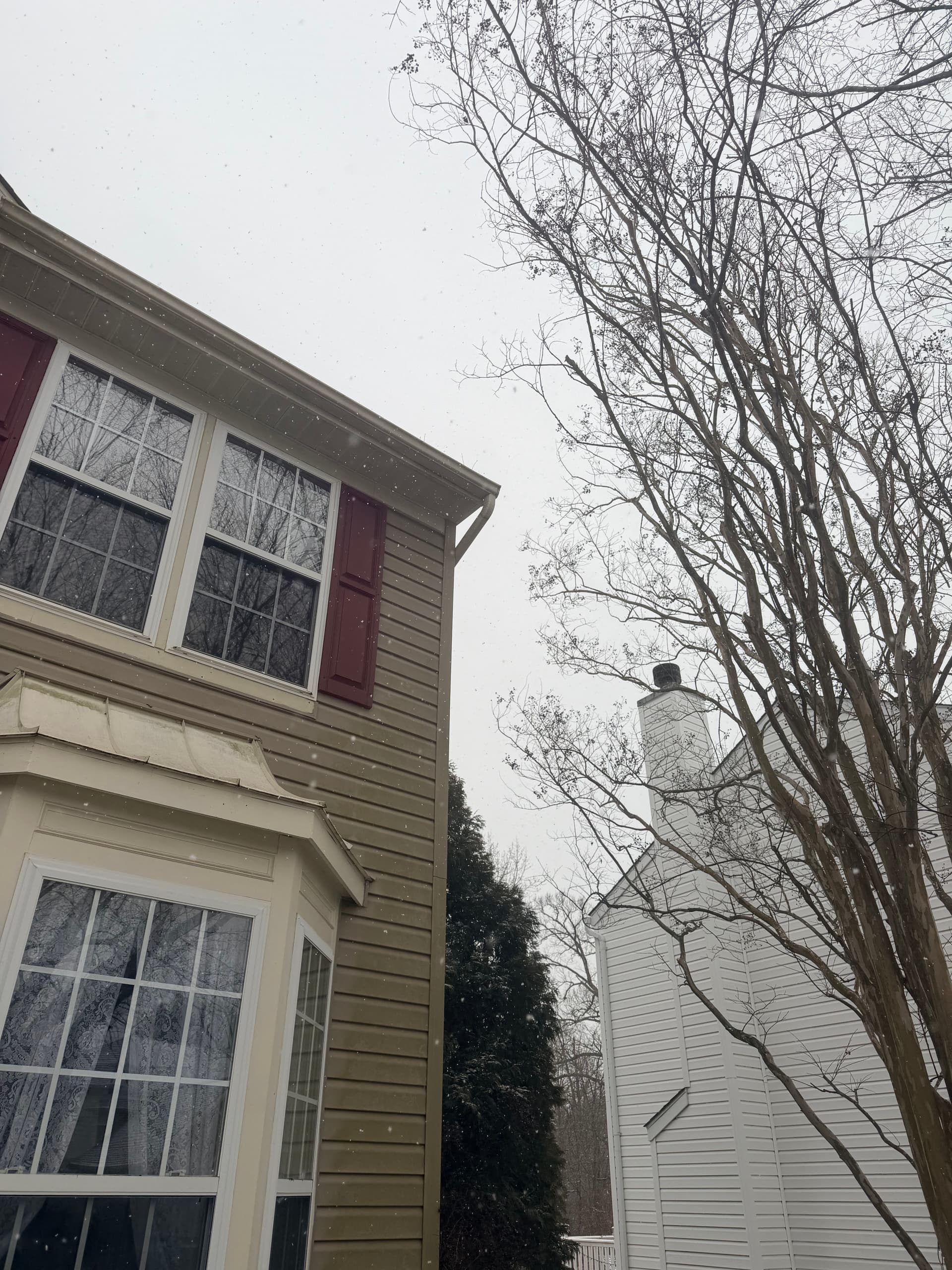 Gallery photos for Ensuring Tree Safety During Winter: Image #3