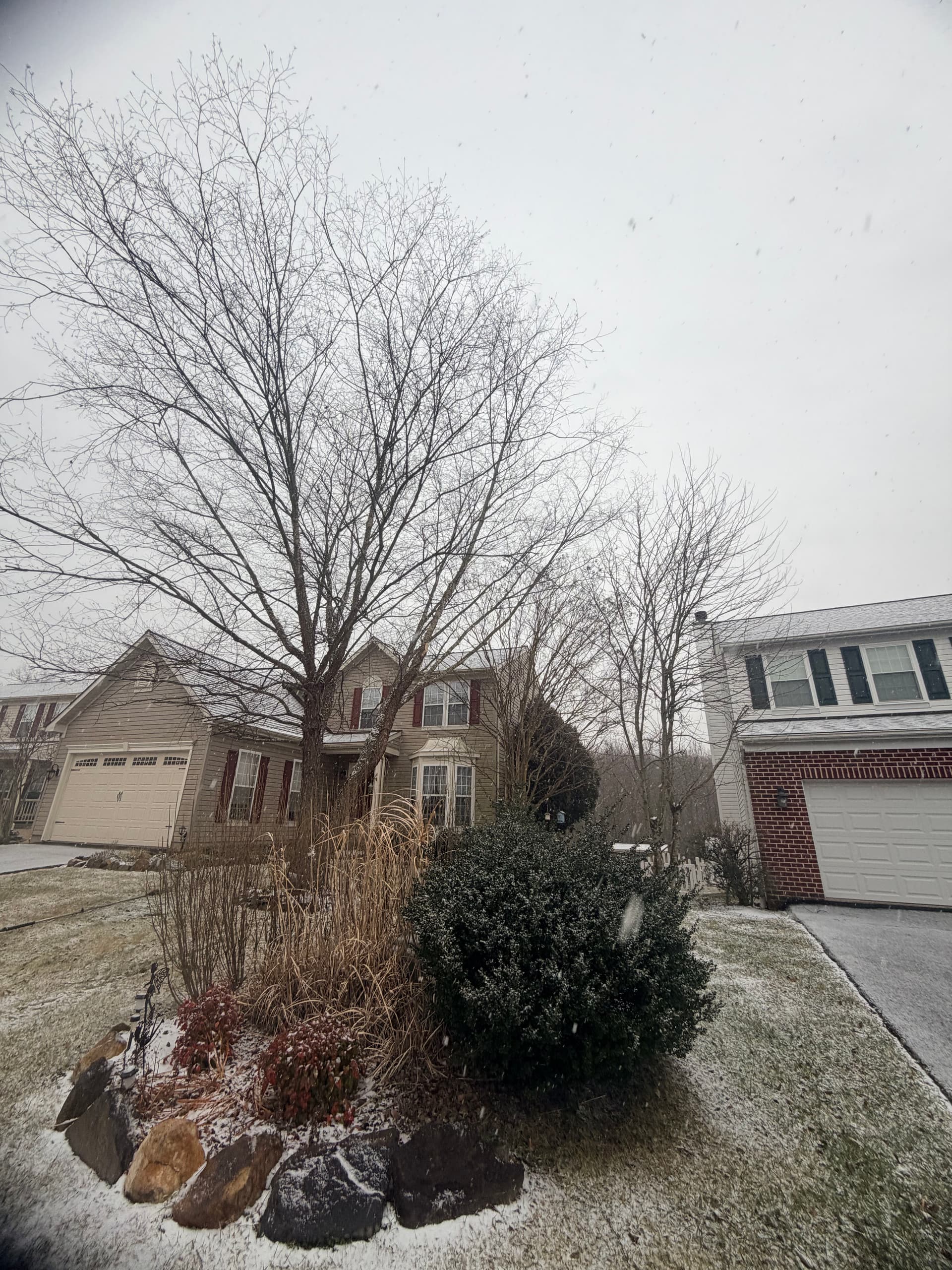 Gallery photos for Ensuring Tree Safety During Winter: Image #4