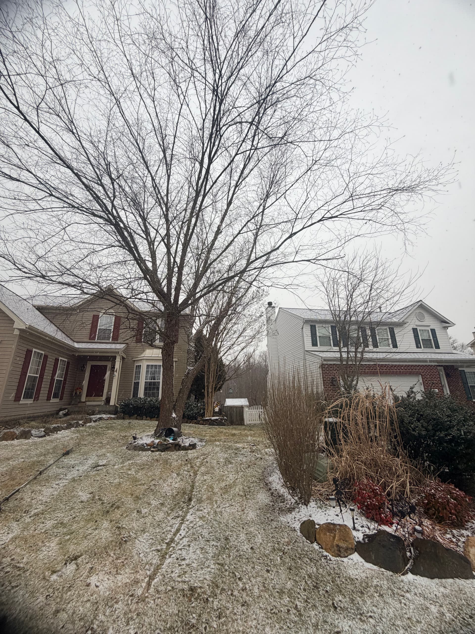 Gallery photos for Ensuring Tree Safety During Winter: Image #1